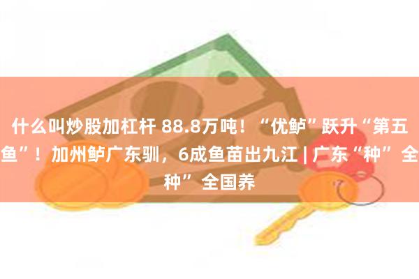 什么叫炒股加杠杆 88.8万吨！“优鲈”跃升“第五大家鱼”！加州鲈广东驯，6成鱼苗出九江 | 广东“种” 全国养
